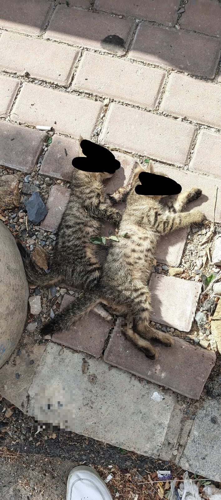 Ölü kedi - görsel 2