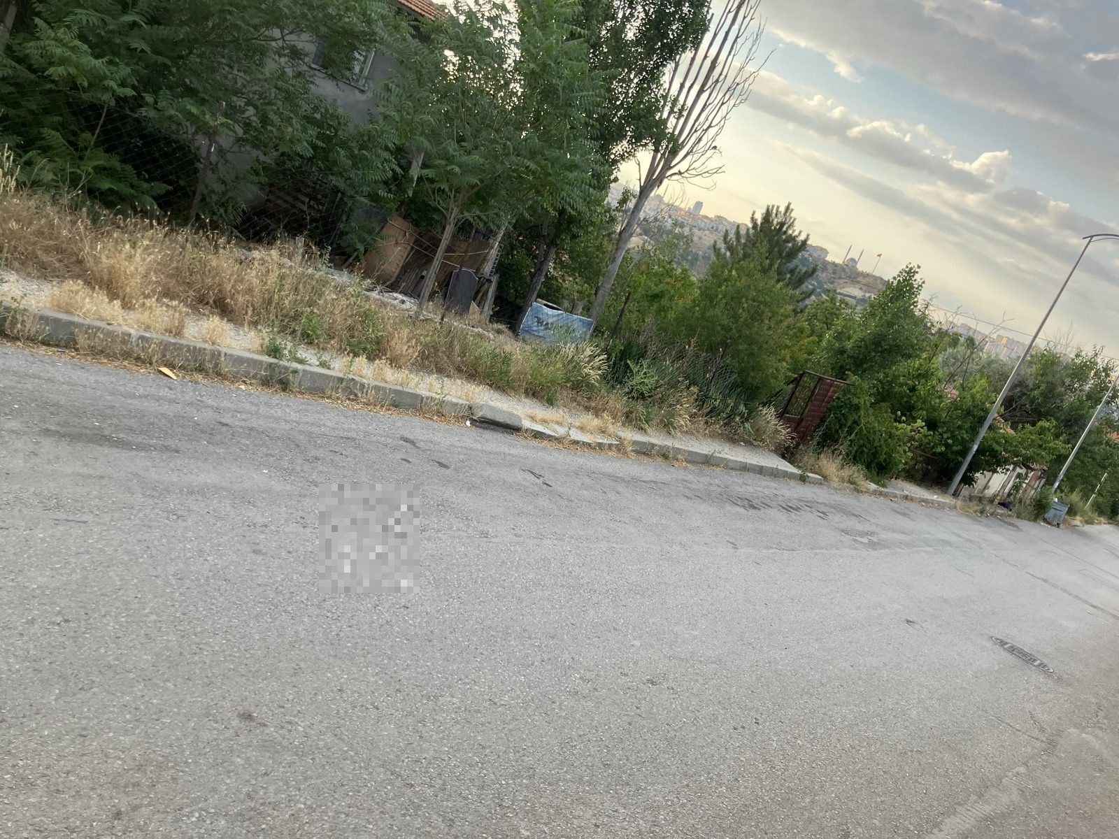 Kaldırımdaki otlardan yürünmüyor - görsel 2