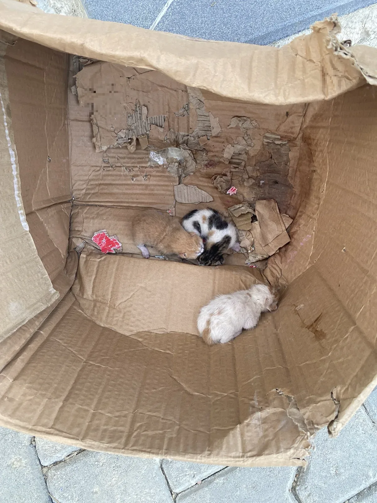 Sokak ortasına koyulmuş yavru kedi - görsel 2