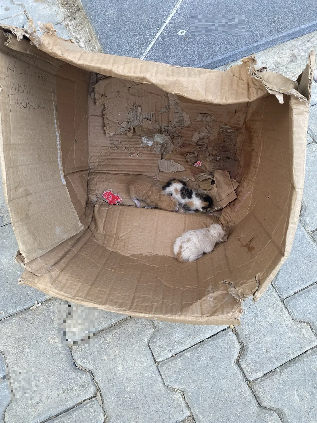 Sokak ortasına koyulmuş yavru kedi